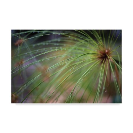Trademark Fine Art Kurt Shaffer 'Papyrus After A Rain' Canvas Art, 22x32 KS01397-C2232GG